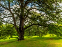 Blarney Castle & Gardens